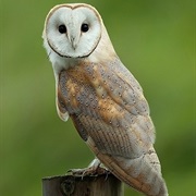 Common Barn-Owl (Tyto Alba)