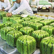 Square Watermelon
