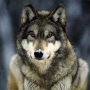 Gray Wolf