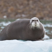 Bearded Seal