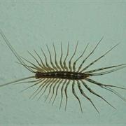 Centipede