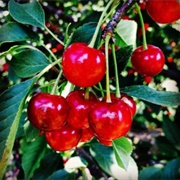 Montmorency Cherry