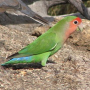 Rosy-Faced Lovebird