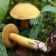 Blue-Staining Slippery Jack (Suillus Tomentosus)
