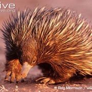 Short-Beaked Echidna