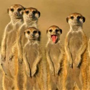 Kgalagadi Transfrontier Park, Botswana