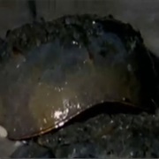 Horseshoe Crab