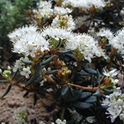 Marsh Labrador Tea (Rhododendron Tomentosum)