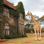 Giraffe Manor