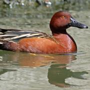 Cinnamon Teal