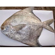 Chinese Silver Pomfret