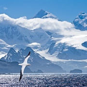 South Georgia & the South Sandwich Islands
