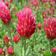 Crimson Clover