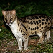 Abyssinian Genet