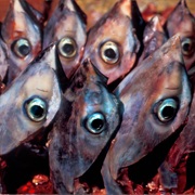 Tuna Eyeball