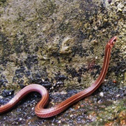 Three-Banded Centipede Snake