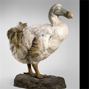 Lists of Extinct Animals