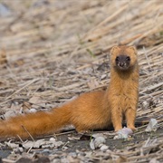 Japanese Weasel
