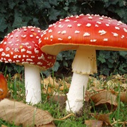 Fly Agaric (Amanita Muscaria)