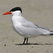 Caspian Tern