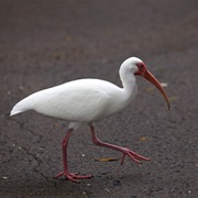 Ibis
