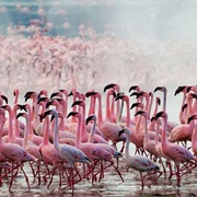 See Thousands of Flamingos in Kenya's Lakes