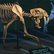 Sabertooth Skull