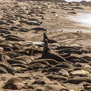 Elephant Seal Vista Point, San Simeon, California
