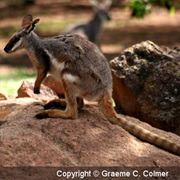 Yellow-Footed Rock-Wallaby