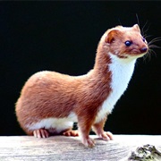 Least Weasel
