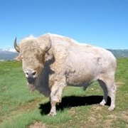 White Buffalo