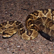 Black-Tailed Rattlesnake
