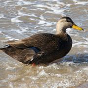 American Black Duck