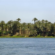 Swim in the Nile