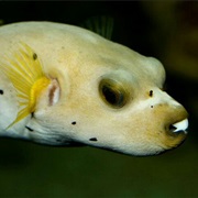 Dog Faced Puffer Fish