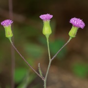Lilac Tasselflower (Emilia Sonchifolia)