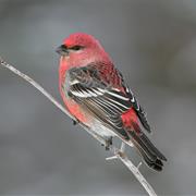 Pine Grosbeak