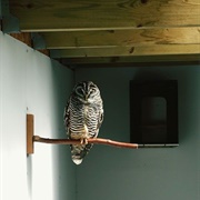 An Owl in Your House Means Death Is Near