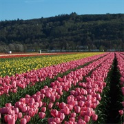 De Goede Bulb Farm & Gardens (Mossyrock, Washington)