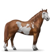 Quarter Pony - Chestnut Overo