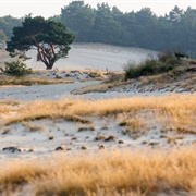 De Loonse En Drunense Duinen National Park