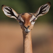 Gerenuk