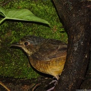 Tachira Antpitta