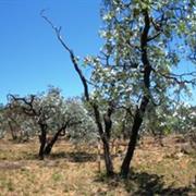 Blackbraes National Park (QLD)