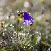 Wake Up Early and Walk Threw Dew Wet Gras