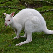 Kangaroo