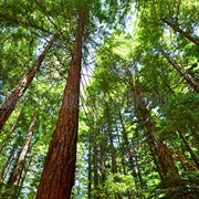 Coast Redwoods, California
