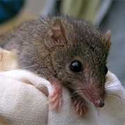 Marsupial Mouse