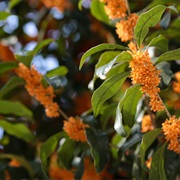 Sweet Osmanthus (Osmanthus Fragrans)