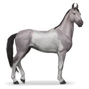 Marwari - Mouse Gray Tobiano